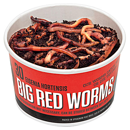 Big Red Worms - 30 Ct