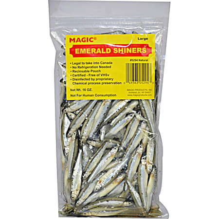Preserved Large Emerald Shiner Minnows