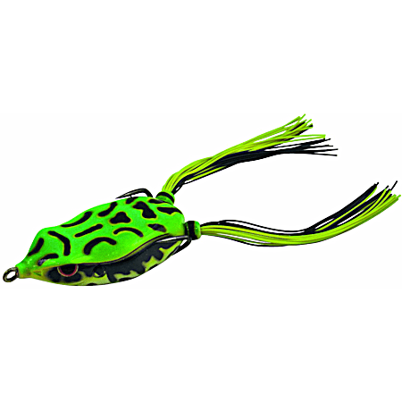 Bronzeye Frog Jr. - Leopard