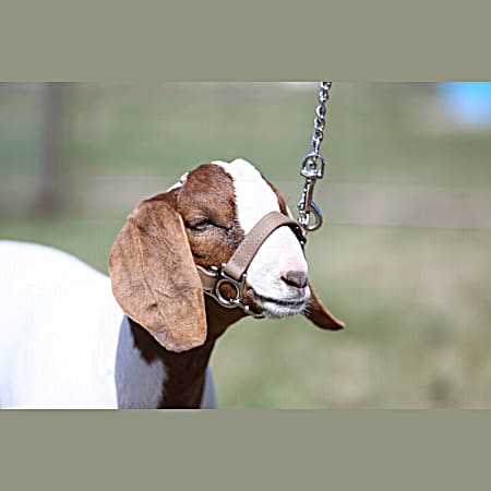 Sullivans Natural First Class Goat Halter
