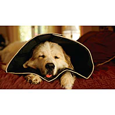 Comfy Cone E Collar by Comfy Cone at Fleet Farm