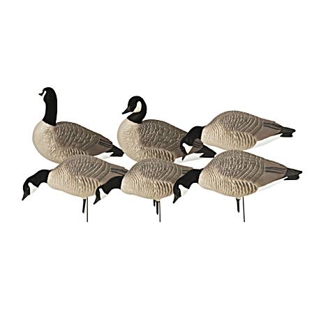 Canada Harvester Hunter Series Waterfowl Decoy - 6 pk