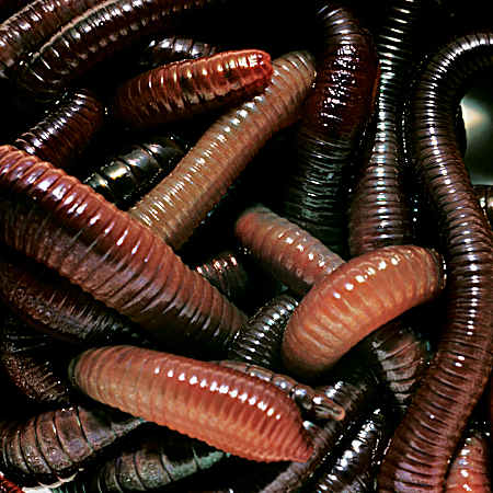 Canadian Nightcrawlers