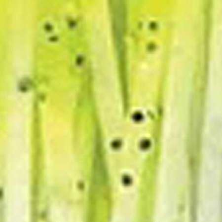 Banded Skirts - White Chartreuse Tip/Black Flake 5 Pk