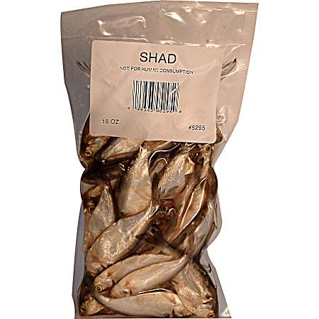 Preserved Emerald Shad Regular