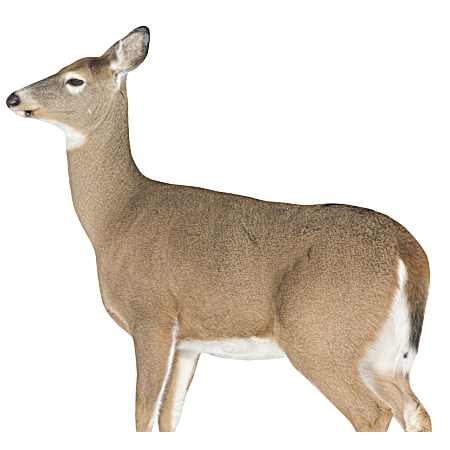 Dreamy Doe Decoy