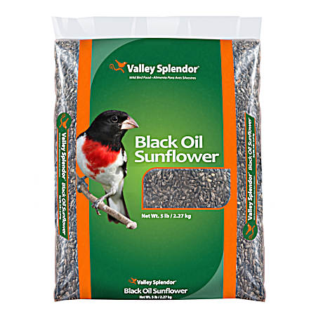 Black Oil Sunflower Seed