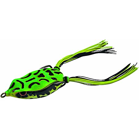 Bronzeye Frog 65 - Leopard