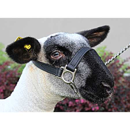 Black First Class Sheep Show Halter