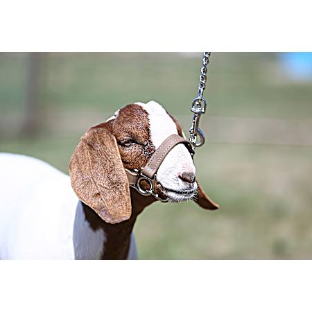 Natural First Class Goat Halter