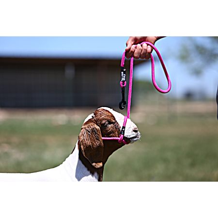 Fierce Fuchsia Sheep Halter w/ Snap Lead