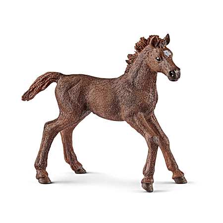 English Thoroughbred Foal