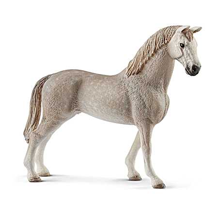 Holsteiner Gelding