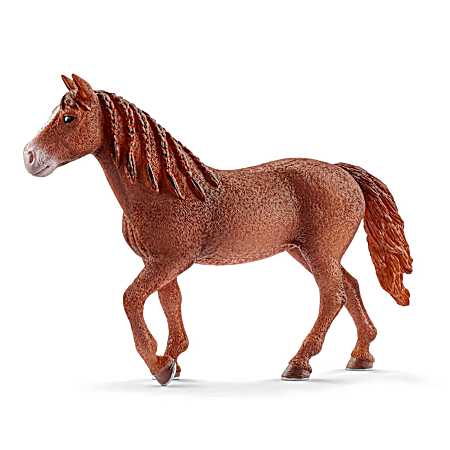 Morgan Horse Mare