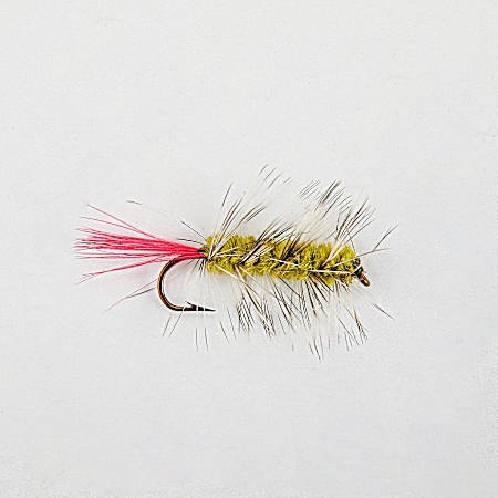 Olive Wooly Worm Fly