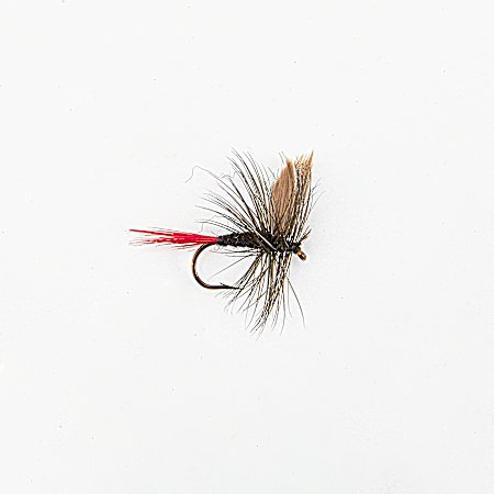 Glack Gnat Red Tail Fly