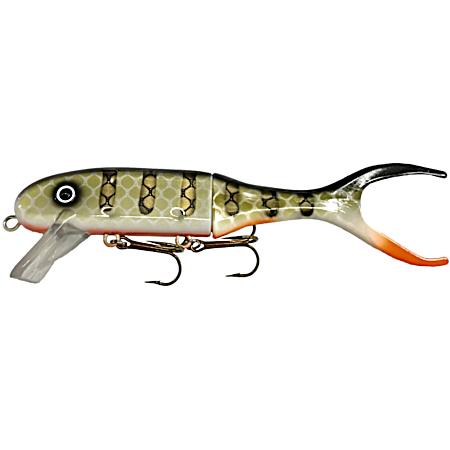 Orange Belly Perch Shallow Invader