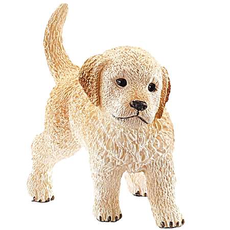 Golden Retriever Puppy