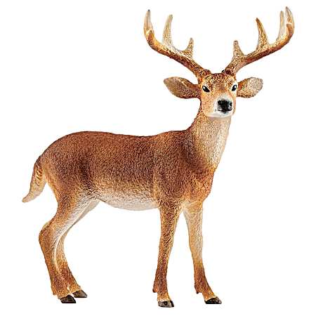 White-Tailed Buck