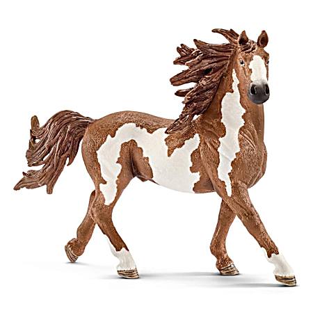 Pinto Stallion