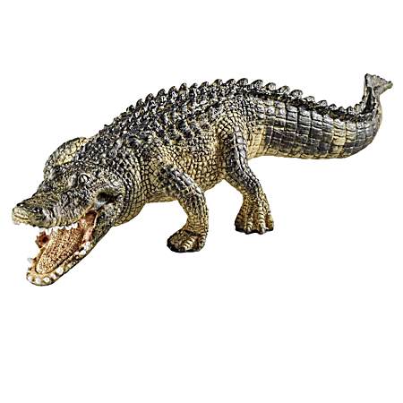 Alligator