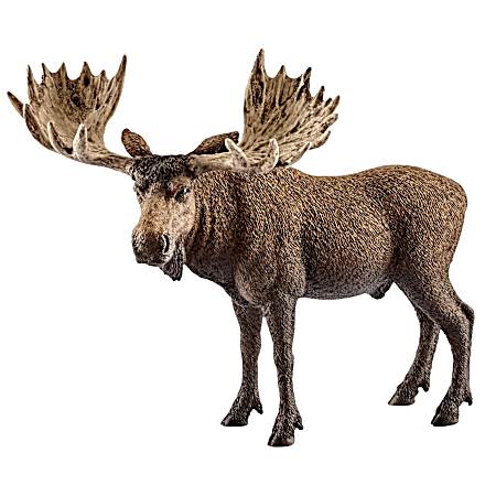 Moose Bull