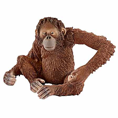 Female Orangutan