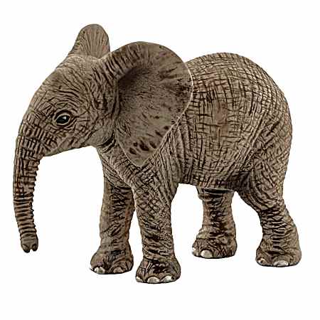 African Elephant Calf