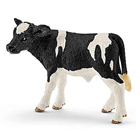 Holstein Calf