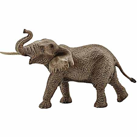 Male African Elephant