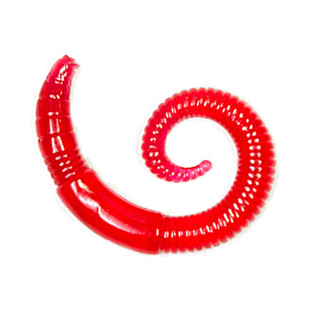 River Worm