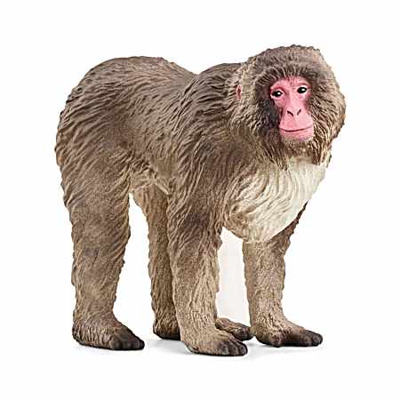 WILD LIFE Japanese Macaque