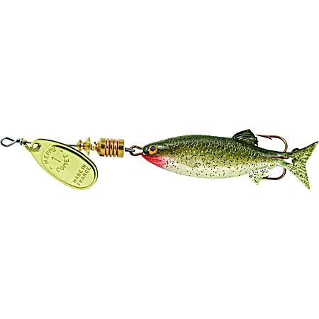 Comet Mino - Gold/Baby Bass