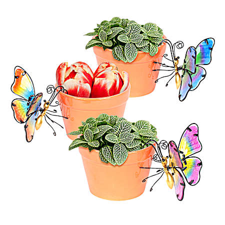 Butterfly Pot Percher Assorted