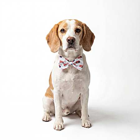 Pet Bow Tie Slide In